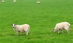 Pasture