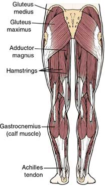 leg_anatomy