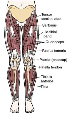 leg_musc