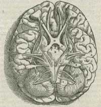 drawing of the human brain