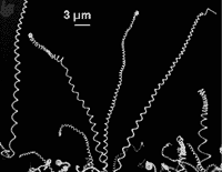 Nanotubes through scope