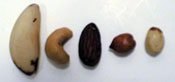 Lineup of nuts