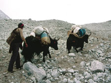 Yaks