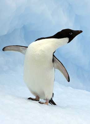 adelie_penguin