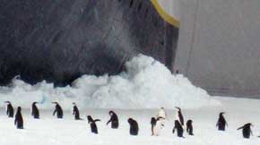 endeavour_penguins