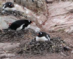 nesting_penguins