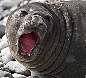 seal